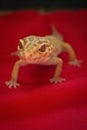 Gecko posing Royalty Free Stock Photo