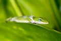 Gecko in rainforest Royalty Free Stock Photo