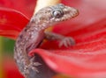 Gecko on red flower close-up Royalty Free Stock Photo