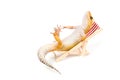 Gecko relaxing in beach-chair Royalty Free Stock Photo