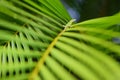 Gecko relaxing on green tropical leaf