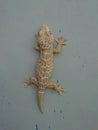 Beautiful Gecko in the wall