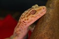 Gecko resting Royalty Free Stock Photo