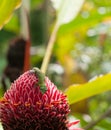 Gecko resting on Red Torch Ginger Flower, Hawaii Royalty Free Stock Photo