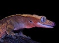 Gecko, Rhacodactylus ciliatus