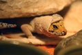 Gecko Shedding Royalty Free Stock Photo