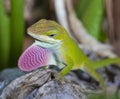 Gecko showing red to reproduce