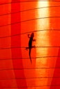 Gecko Silhouette