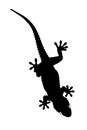 Gecko silhouette