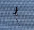 Gecko Silhouette on a screen pattern