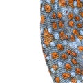 Gecko skin on white Royalty Free Stock Photo