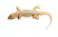 Gecko. Small lizard.