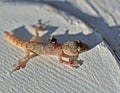 A gecko on the table, common geckos