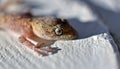 Geckos eye, common geckos