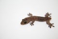Gecko without tail on white background. Baby lizard with tail loss ability resting. Royalty Free Stock Photo