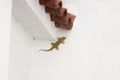 A gecko (tarentola mauritanica) on a white wall of a house