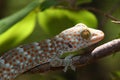 Gecko tokay Royalty Free Stock Photo