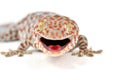 Gecko Royalty Free Stock Photo