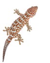 Gecko Royalty Free Stock Photo