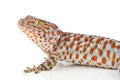 Gecko Royalty Free Stock Photo