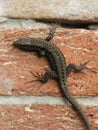 Gecko on Torcello island, Venice