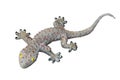 Gecko toy, big awesome gecko lizard, gecko isolated white background Royalty Free Stock Photo