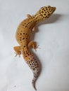 A gecko type animal that is highly sought after by reptile fans Royalty Free Stock Photo