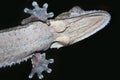 Gecko Underside Royalty Free Stock Photo