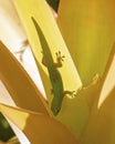 Gecko Verticle Royalty Free Stock Photo
