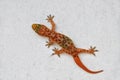 Gecko on the wall Royalty Free Stock Photo