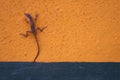 Gecko on Wall Royalty Free Stock Photo