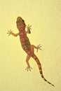 Gecko on a wall Royalty Free Stock Photo