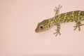 Gecko on the wall Royalty Free Stock Photo