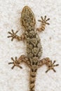 Gecko on a wall in Spain