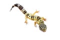 Gecko on the wall white background Royalty Free Stock Photo