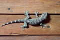 Gecko on Wooden wall room at night Royalty Free Stock Photo