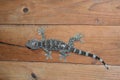 Gecko on Wooden wall room at night Royalty Free Stock Photo