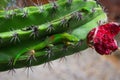 Geckos Phelsuma Laticauda on green cactus with red fruit, Kauai, Hawaii, USA