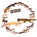 Geckos set on white