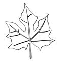 gedi abelmoschus manihot leaf in simple sketch vector single or continuous line art