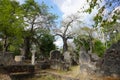 The Gedi ruins complex in Watamu situated in between the jungle