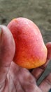 Gedong Gincu mango has a small size and a round shape the size of an apple.