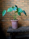 Geeen plant and brick wall Royalty Free Stock Photo