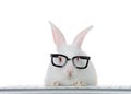Geeky computer savvy baby bunny isolated