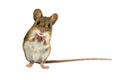 Geeky Funny Field Mouse on white background Royalty Free Stock Photo