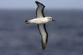 Geelbekalbatros, Atlantic Yellow-nosed Albatros, Thalassarche ch