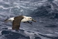 Geelbekalbatros, Atlantic Yellow-nosed Albatros, Thalassarche ch