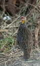 Geelkeelfrankolijn, Yellow-necked Spurfowl, Pternistis leucoscepus Royalty Free Stock Photo