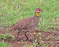 Geelkeelfrankolijn, Yellow-necked Spurfowl, Pternistis leucoscepus Royalty Free Stock Photo