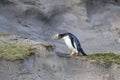 Geeloogpinguin, Yellow-eyed Penguin, Megadyptes antipodes